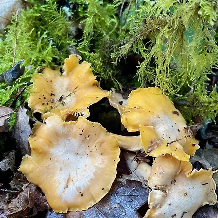 La Belle Petite Ferme Rosiers De Julliac 19350 Le Bos