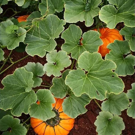 Ferienhaus La Belle Petite Ferme Rosiers De Julliac 19350 *