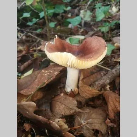 La Belle Petite Ferme Rosiers De Julliac 19350 * Le Bos