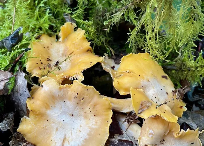 La Belle Petite Ferme Rosiers De Julliac 19350 Le Bos