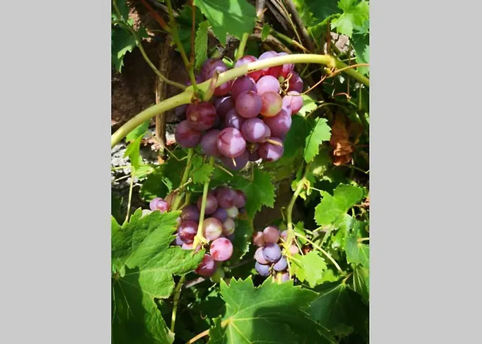 Hébergement de vacances La Belle Petite Ferme Rosiers De Julliac 19350 Le Bos