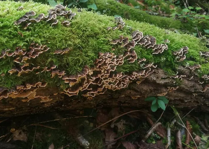 La Belle Petite Ferme Rosiers De Julliac 19350