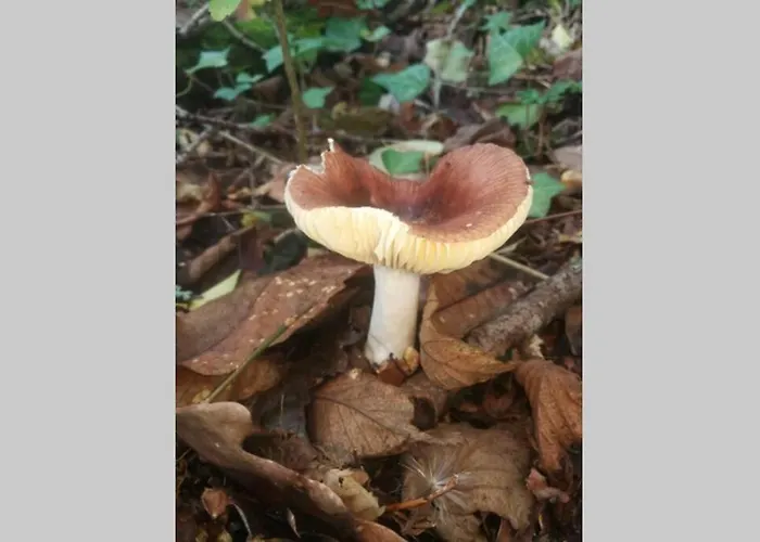 La Belle Petite Ferme Rosiers De Julliac 19350 * Le Bos